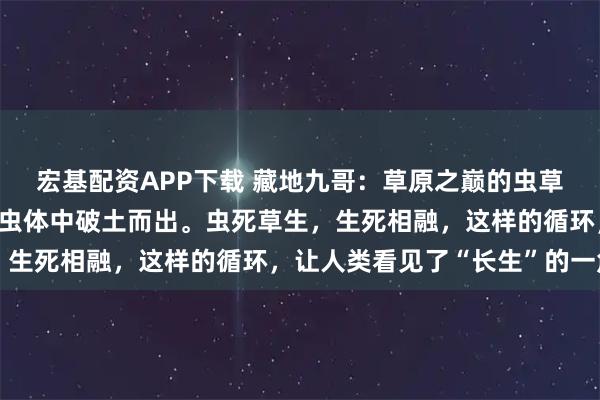 宏基配资APP下载 藏地九哥：草原之巅的虫草真经，春天来时，草从虫体中破土而出。虫死草生，生死相融，这样的循环，让人类看见了“长生”的一角